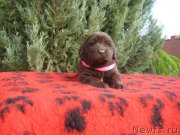 Превью фото № 230689