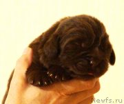 Превью фото № 230704