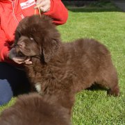 Превью фото № 230711