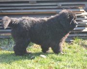 Превью фото № 230729