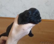 Превью фото № 230741