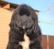 Превью фото № 230762