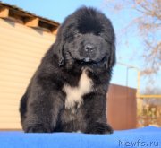 Превью фото № 230765