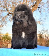 Превью фото № 230768