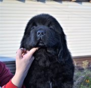 Превью фото № 230772