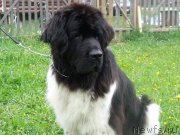 Превью фото № 230781