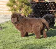 Превью фото № 230789