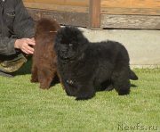 Превью фото № 230794