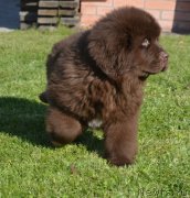 Превью фото № 230797