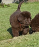 Превью фото № 230805