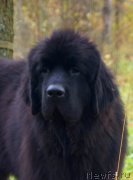 Превью фото № 230857