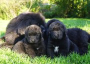 Превью фото № 230858