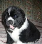 Превью фото № 23086