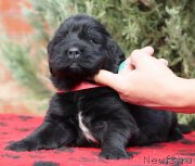 Превью фото № 230874