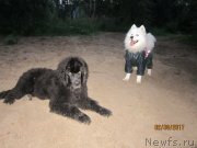 Превью фото № 230891