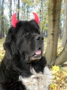 Превью фото № 230897