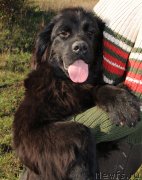 Превью фото № 230924