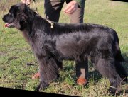 Превью фото № 230928