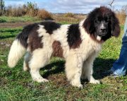 Превью фото № 230930