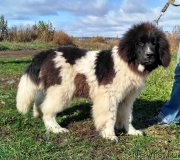 Превью фото № 230931