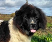 Превью фото № 230932