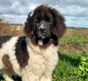 Превью фото № 230933