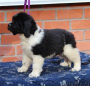 Превью фото № 230975