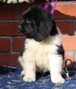 Превью фото № 230976