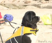 Превью фото № 230980