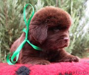 Превью фото № 231010