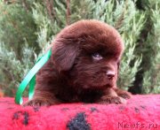 Превью фото № 231012