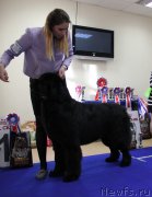 Превью фото № 231022