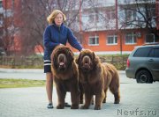 Превью фото № 231040