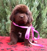 Превью фото № 231067