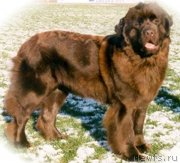 Превью фото № 231090