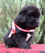 Превью фото № 231097