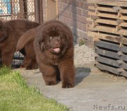 Превью фото № 231101