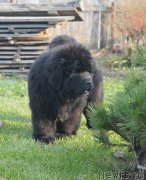 Превью фото № 231104