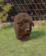 Превью фото № 231115