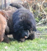 Превью фото № 231117