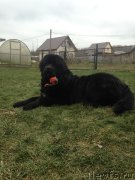 Превью фото № 231140