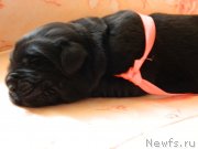 Превью фото № 231152