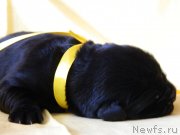 Превью фото № 231153