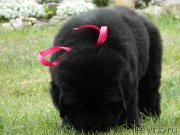 Превью фото № 231157