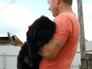 Превью фото № 231159