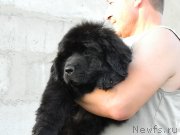 Превью фото № 231163