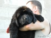 Превью фото № 231164