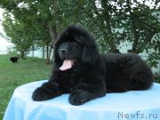 Превью фото № 231165