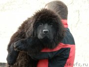 Превью фото № 231166