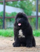 Превью фото № 231171